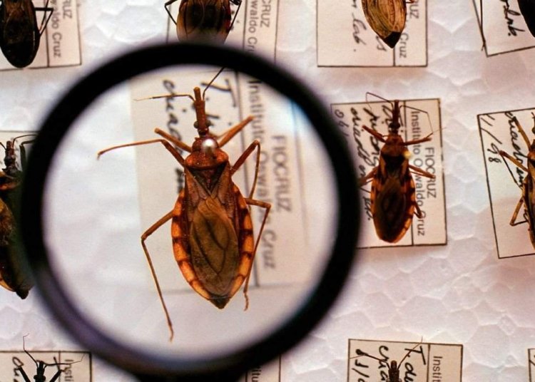 Plataforma pretende reunir pesquisas sobre a Doença de Chagas