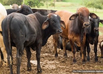 Abate de bovinos e suinos cresce no 4o trimestre de 2023 O Jornal dos Capixabas!