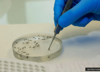 saude-inaugura-biofabrica-de-mosquitos-antidengue-em-minas-gerais