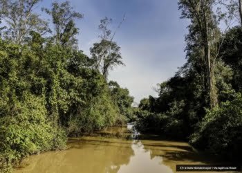 acoes-de-combate-ao-desmatamento-na-amazonia-terao-r$-318-milhoes