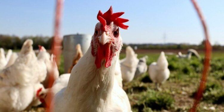 Frango congelado e o resfriado têm queda de preços