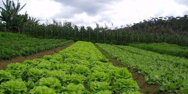 Banestes anuncia R$ 1 bi em recursos para Plano Safra 2024/25