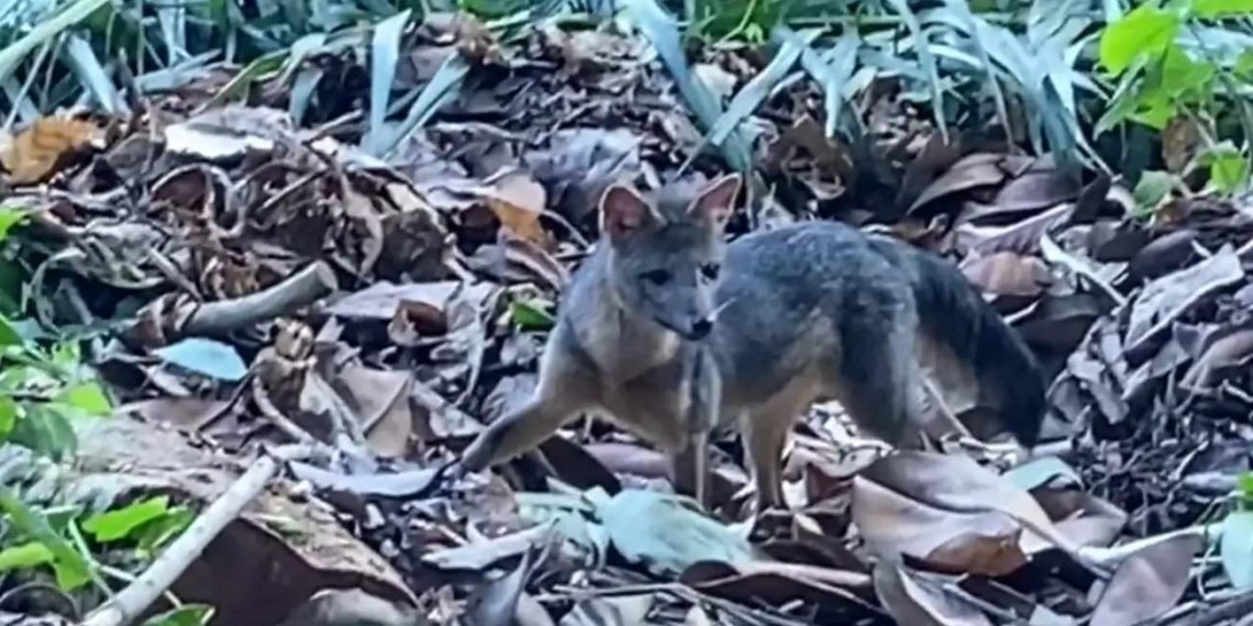 rio-de-janeiro:-cachorro-do-mato-faz-visita-diurna-ao-parque-lage