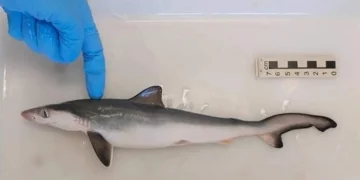 fiocruz-encontra-tubaroes-contaminados-com-cocaina-no-rio-de-janeiro