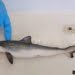 fiocruz-encontra-tubaroes-contaminados-com-cocaina-no-rio-de-janeiro