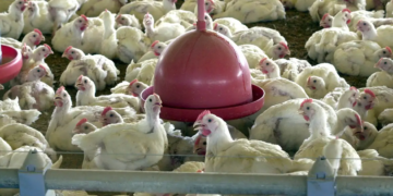 Albânia, Namíbia e Índia suspendem importação de frango do Brasil © Agência Brasil
