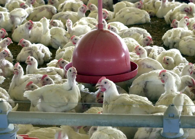 Albânia, Namíbia e Índia suspendem importação de frango do Brasil © Agência Brasil