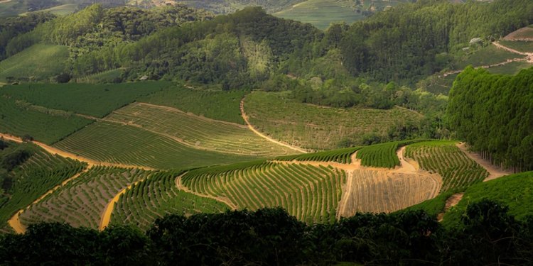 brejetuba © andrea vivácqua