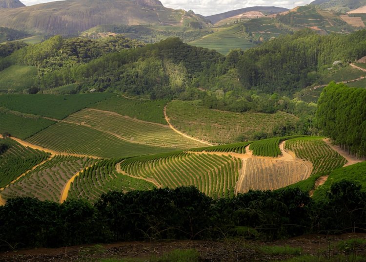 brejetuba © andrea vivácqua