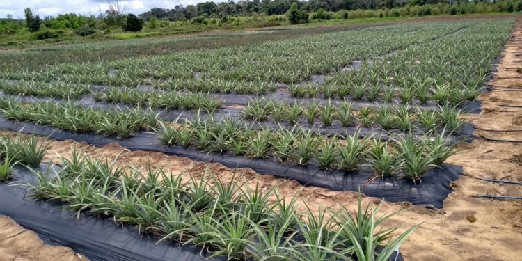 abacaxizeiro 'vitória © divulgação i via incaper