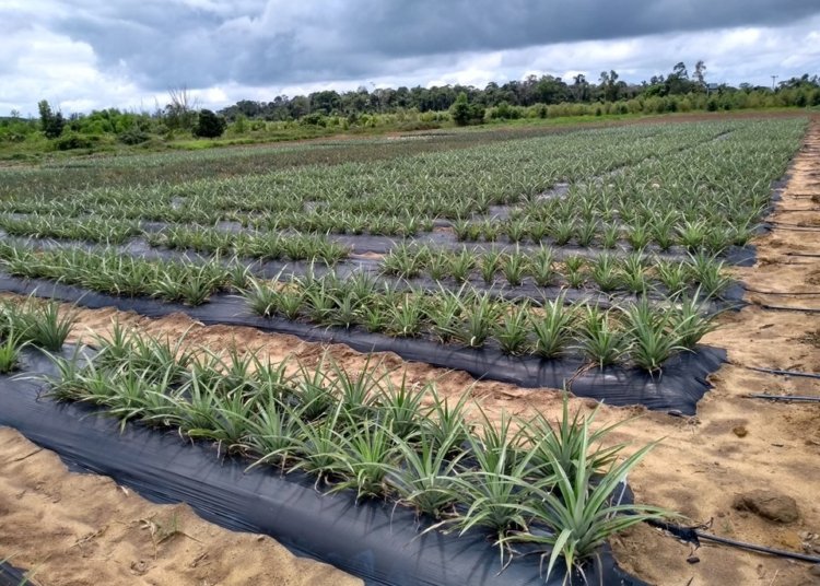 abacaxizeiro 'vitória © divulgação i via incaper