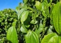 pimenta do reino capixaba bate recorde de exportações em 2025 © felipe ribeiro i via incaper