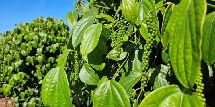 pimenta do reino capixaba bate recorde de exportações em 2025 © felipe ribeiro i via incaper