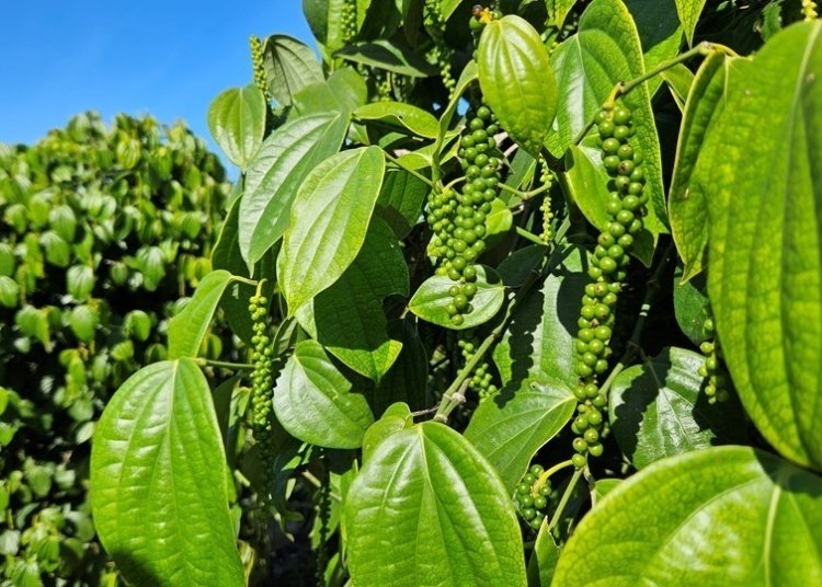 pimenta do reino capixaba bate recorde de exportações em 2025 © felipe ribeiro i via incaper