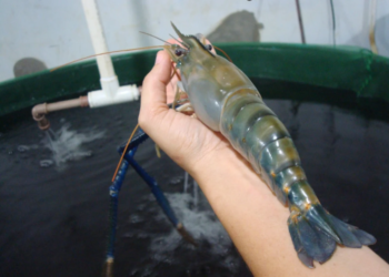 Camarão gigante da Malásia. © Reprodução Seag-ES