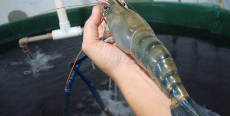 Camarão gigante da Malásia. © Reprodução Seag-ES