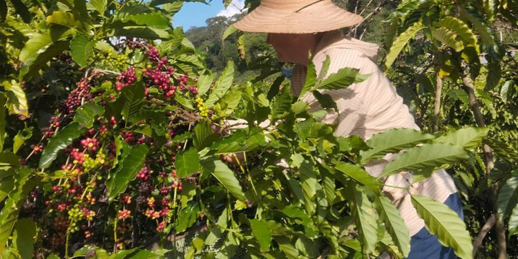 cerca de 4,5 mil propriedades rurais no espírito santo são comandadas por mulheres, aponta o ibge foto incaper