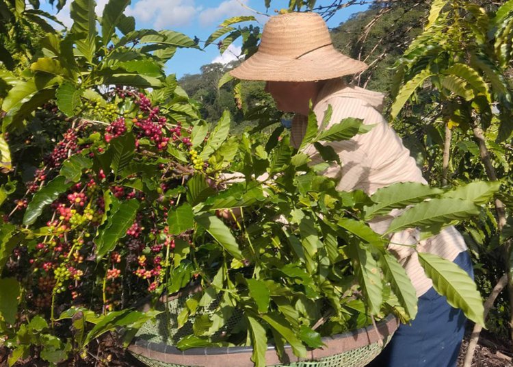 cerca de 4,5 mil propriedades rurais no espírito santo são comandadas por mulheres, aponta o ibge foto incaper