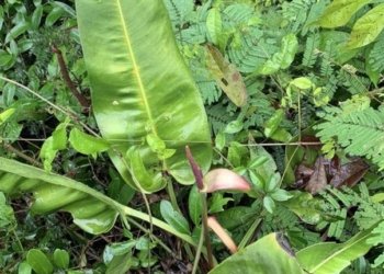 Pesquisadores brasileiros descobrem antúrio-das-pedras no Espírito Santo em expedição