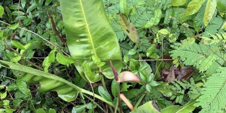 Pesquisadores brasileiros descobrem antúrio-das-pedras no Espírito Santo em expedição