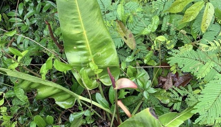 Pesquisadores brasileiros descobrem antúrio-das-pedras no Espírito Santo em expedição