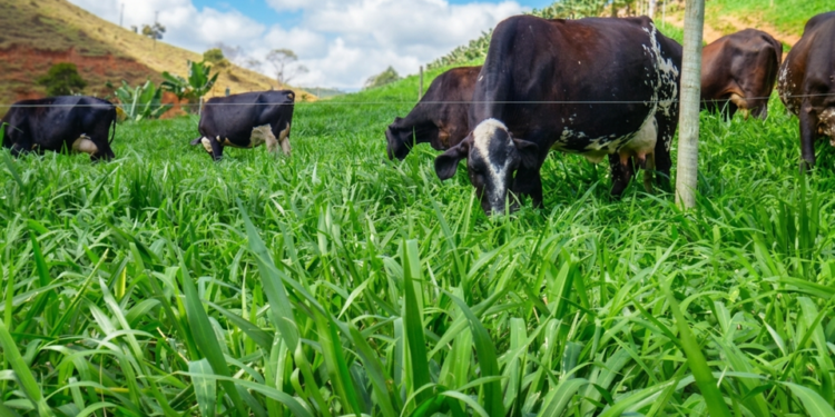 tecleite es vai apresentar soluções para produzir mais leite com menor custo