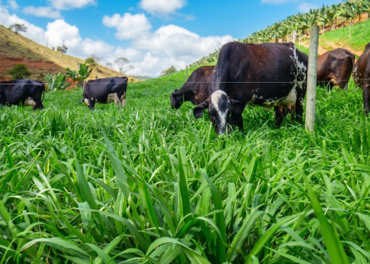 tecleite es vai apresentar soluções para produzir mais leite com menor custo