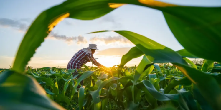 Crédito rural capixaba impulsiona agricultura familiar com avanço de R$ 235 milhões