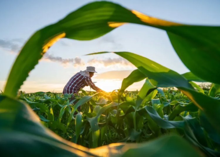 Crédito rural capixaba impulsiona agricultura familiar com avanço de R$ 235 milhões