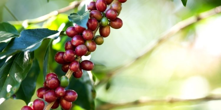Mestrado profissional em cafeicultura forma especialistas para inovação no setor capixaba