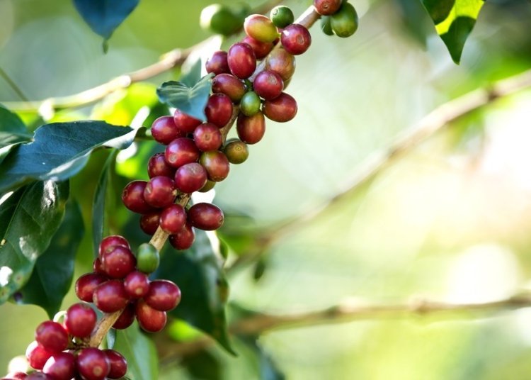 Mestrado profissional em cafeicultura forma especialistas para inovação no setor capixaba