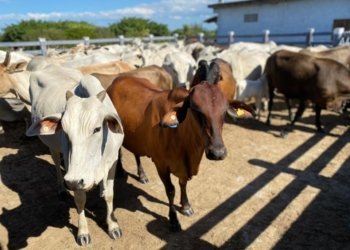 Pecuaristas têm até abril para atualizar cadastro do rebanho