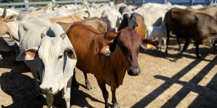 Pecuaristas têm até abril para atualizar cadastro do rebanho