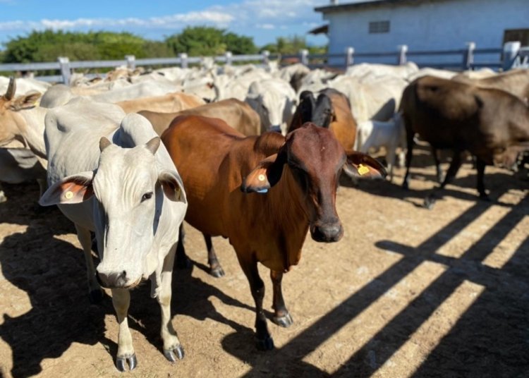 Pecuaristas têm até abril para atualizar cadastro do rebanho
