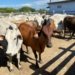 Pecuaristas têm até abril para atualizar cadastro do rebanho