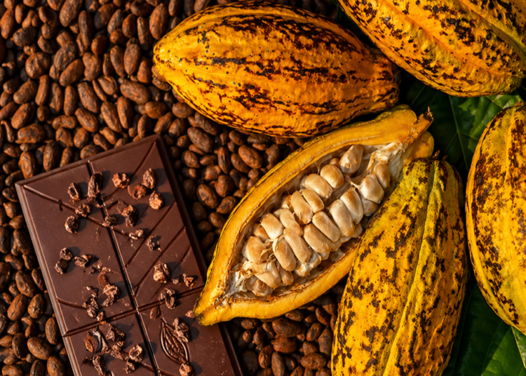 Produtores capixabas podem se inscrever no concurso de qualidade de cacau até 22 de maio
