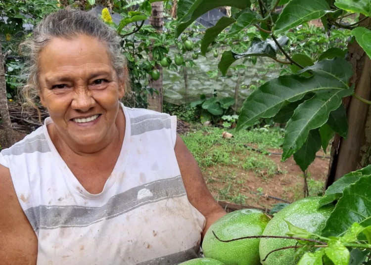 Programa distribui 1,5 milhão de mudas para diversificar produção em propriedades rurais