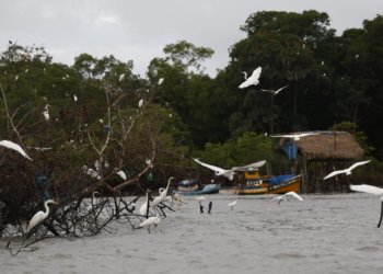 Amazônia Soberana: governo federal reforça combate ao crime na fronteira