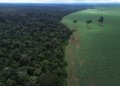 Brasil apresenta propostas de preservação florestal em fórum da ONU