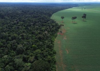 Brasil apresenta propostas de preservação florestal em fórum da ONU