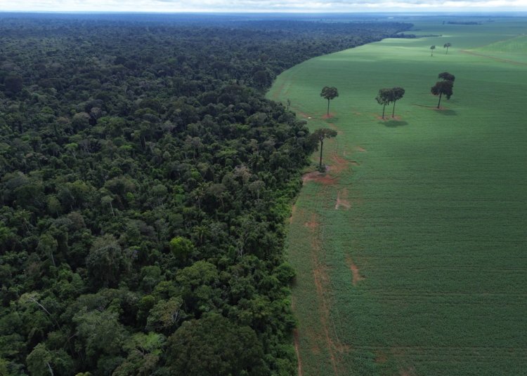 Brasil apresenta propostas de preservação florestal em fórum da ONU