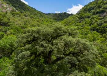 Desmatamento na Mata Atlântica cai 28% e atinge menor nível da série histórica