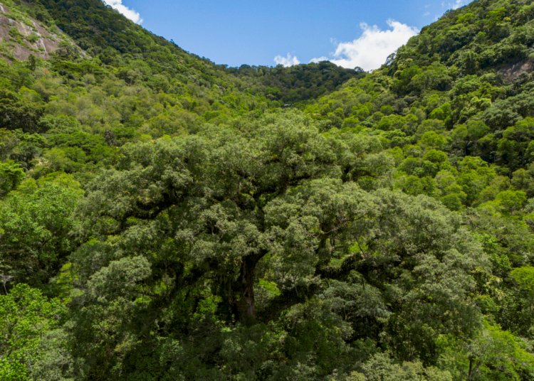 Desmatamento na Mata Atlântica cai 28% e atinge menor nível da série histórica