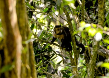 Em SP, povos e comunidades lançam aliança em Defesa da Mata Atlântica