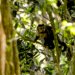 Em SP, povos e comunidades lançam aliança em Defesa da Mata Atlântica
