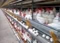 Espírito Santo bate recorde com 145 ovos produzidos por segundo