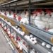 Espírito Santo bate recorde com 145 ovos produzidos por segundo