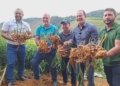 Espírito Santo investe R$ 1,2 milhão para liderar mercado global de gengibre
