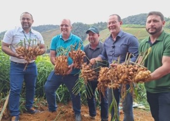 Espírito Santo investe R$ 1,2 milhão para liderar mercado global de gengibre