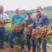 Espírito Santo investe R$ 1,2 milhão para liderar mercado global de gengibre